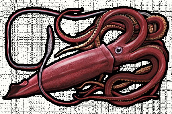 Kraken kraken link24 info